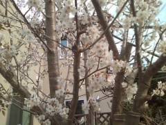 桜が満開ですねぇ～。