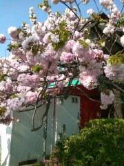 【お題日記】お花見の思い出エピソード