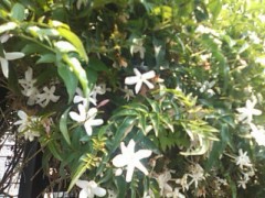 好きな曜日にゃぁに？