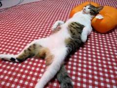 お熱とエッチにゃ？