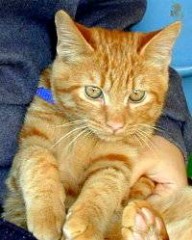 我が家の猫話など･･･