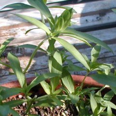 我が家の猫の話など･･･２