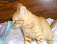 我が家の猫の話など･･･３