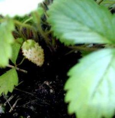 我が家の猫の話など･･･４