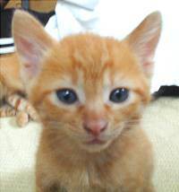 我が家の猫の話など･･･５