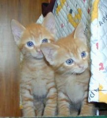 我が家の猫の話など･･･６