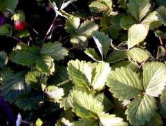 吠えるワンコ･･･