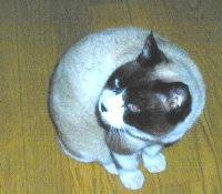 雪降りました･･･