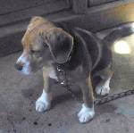 うちのワンコ･・