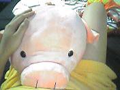 抱き枕に仲間入り♪