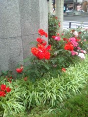 大阪市北区の花バラです