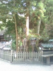 大神（おおみわ）神社の神木