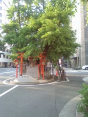 またまた道路の中の木です