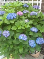 近所のあじさい