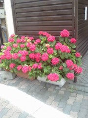 赤紫のアジサイ