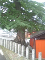 奈良県御所市の珍しい木サイカチとその裏側。裏は裏ログで