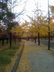 大阪城公園の銀杏の落葉