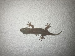 や、ヤモたん…