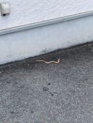 【お題日記】蛇好き？