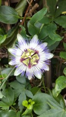 【お題日記】街角で見つけた小さな奇跡（トケイソウ）