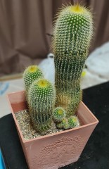 ダイソーで買ったサボテンの4年後の姿