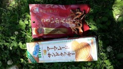 よさこいを見てきました☆