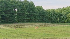 久しぶりのデジログ