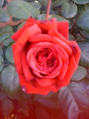 【お題日記】恋する力ってどんな力？