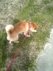 今日はおやすみだー