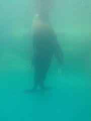 朝の散歩（・×・）