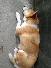 お昼寝（＿ω＿）ｽﾔｧ…