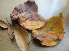 もう落ち葉の季節