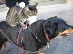 ドライブしてきた