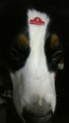 あれもこれも…