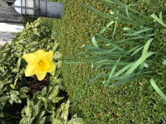 人生はチョコレートの箱みたいなもの…