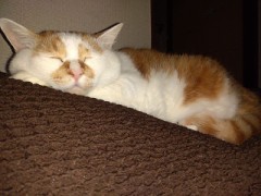 うちの猫の衣装は・・