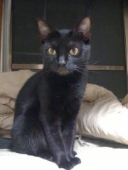 足の短いシンデレラオジサンより