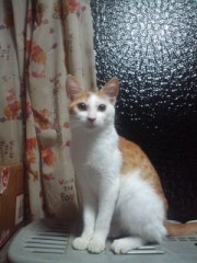 短い短いシンデレラオジサンより