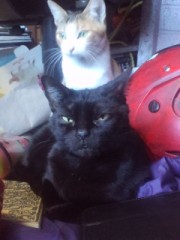 足の短いシンデレラオジサンより