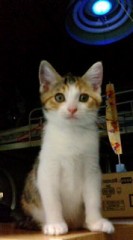 足の短いシンデレラオジサンより