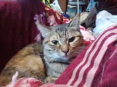 足の短いシンデレラオジサンより