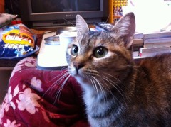 足の短いシンデレラオジサンより