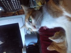 足の短いシンデレラオジサンより