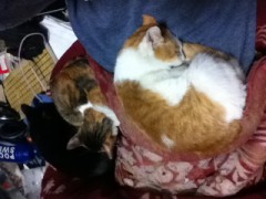 足の短いシンデレラオジサンより