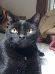 足の短いシンデレラオジサンより