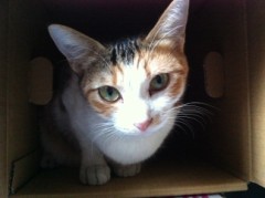 復活！足の短いシンデレラオジサンだぁ～っ♪