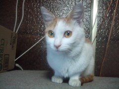 帰って来た！シンデレラオジサン