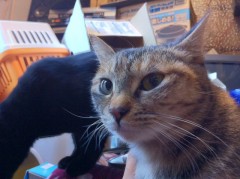 帰って来た！シンデレラオジサン