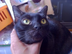 動物虐待！？シンデレラオジサン