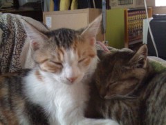 短足寝坊助！シンデレラオジサンです？